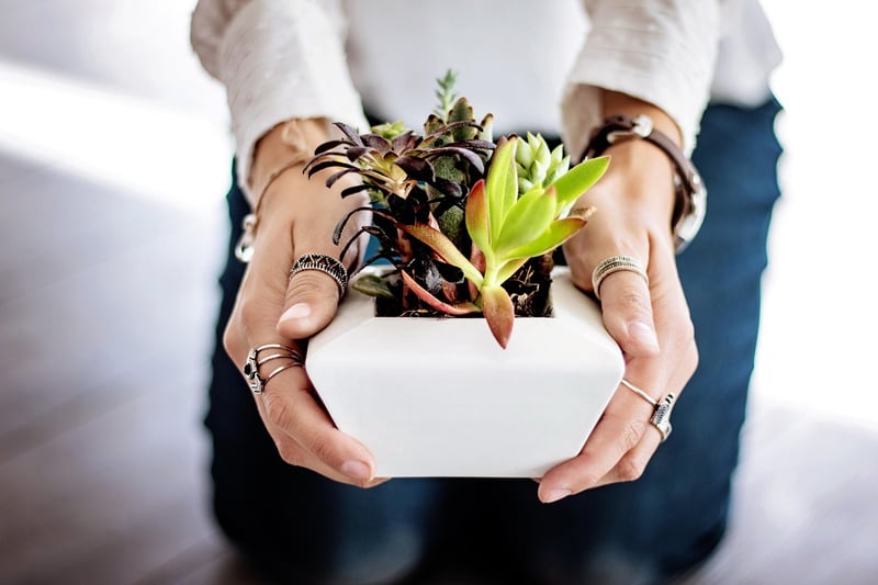 Fantasy plant care